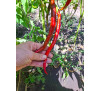 Насіння перцю гострого Кайенський довгий Джо (Cayenne Joe's Long) 